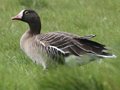 Lesser White-fronted Goose